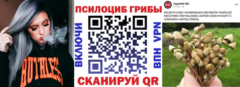 Галлюциногенные грибы Psilocybine cubensis  продажа наркотиков  Волхов 